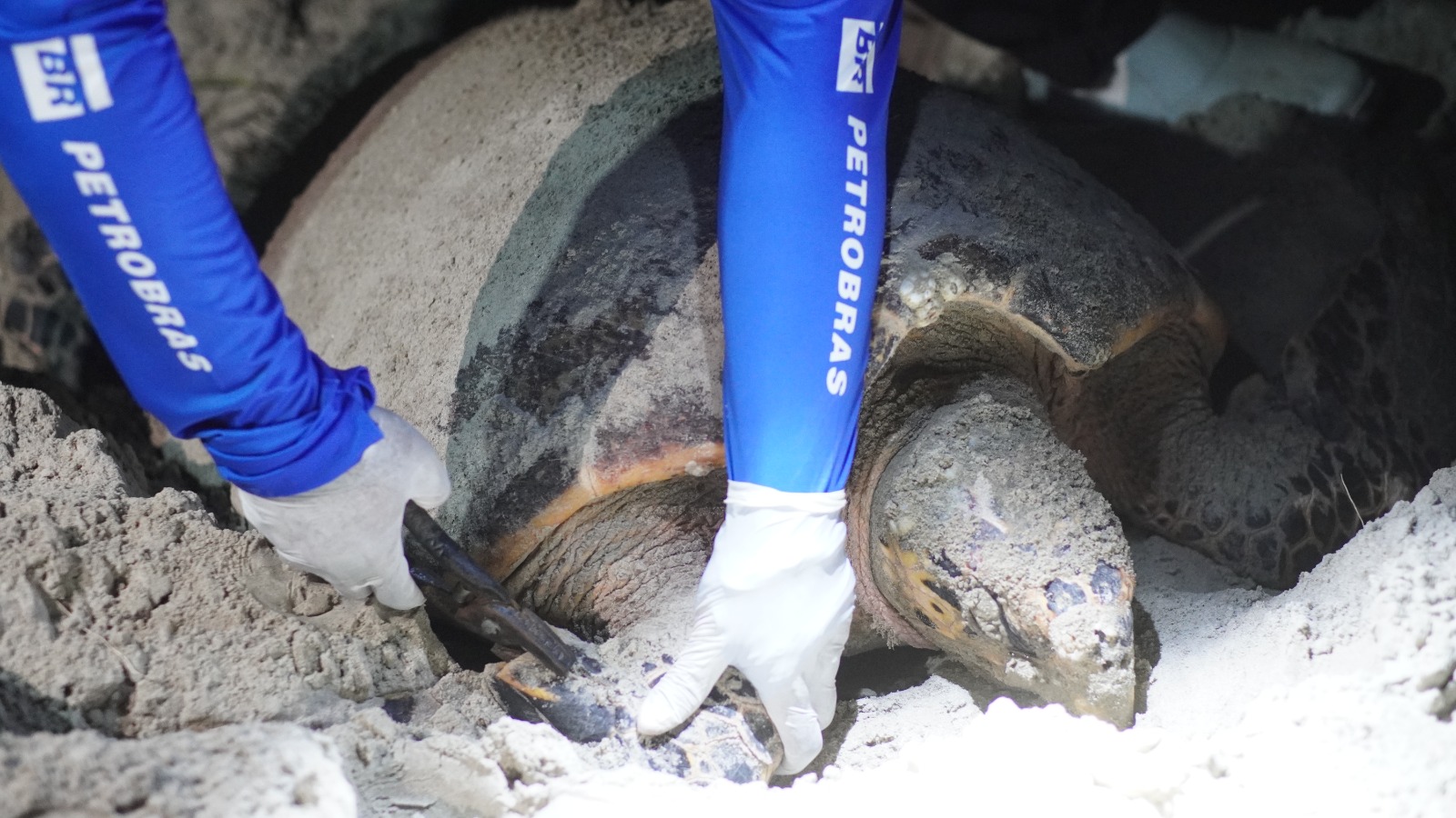 Tartarugas marcadas em 2014 retornam ao Delta do Parnaíba para nova desova após mais de uma década