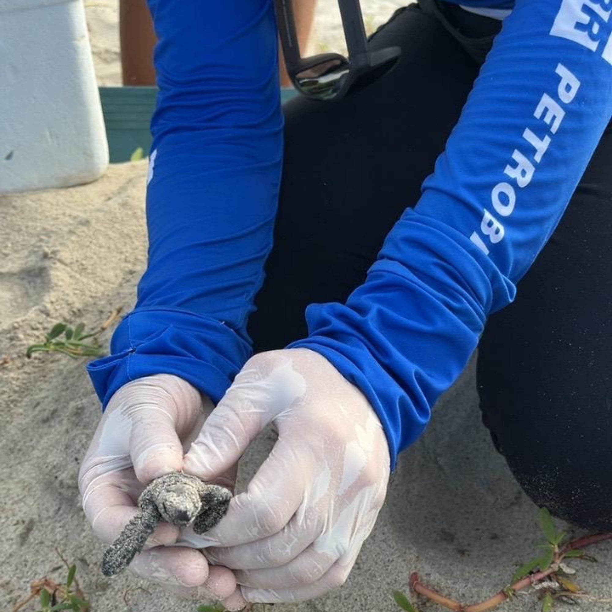 25 mil filhotes de tartarugas marinhas liberadas ao mar em 2025