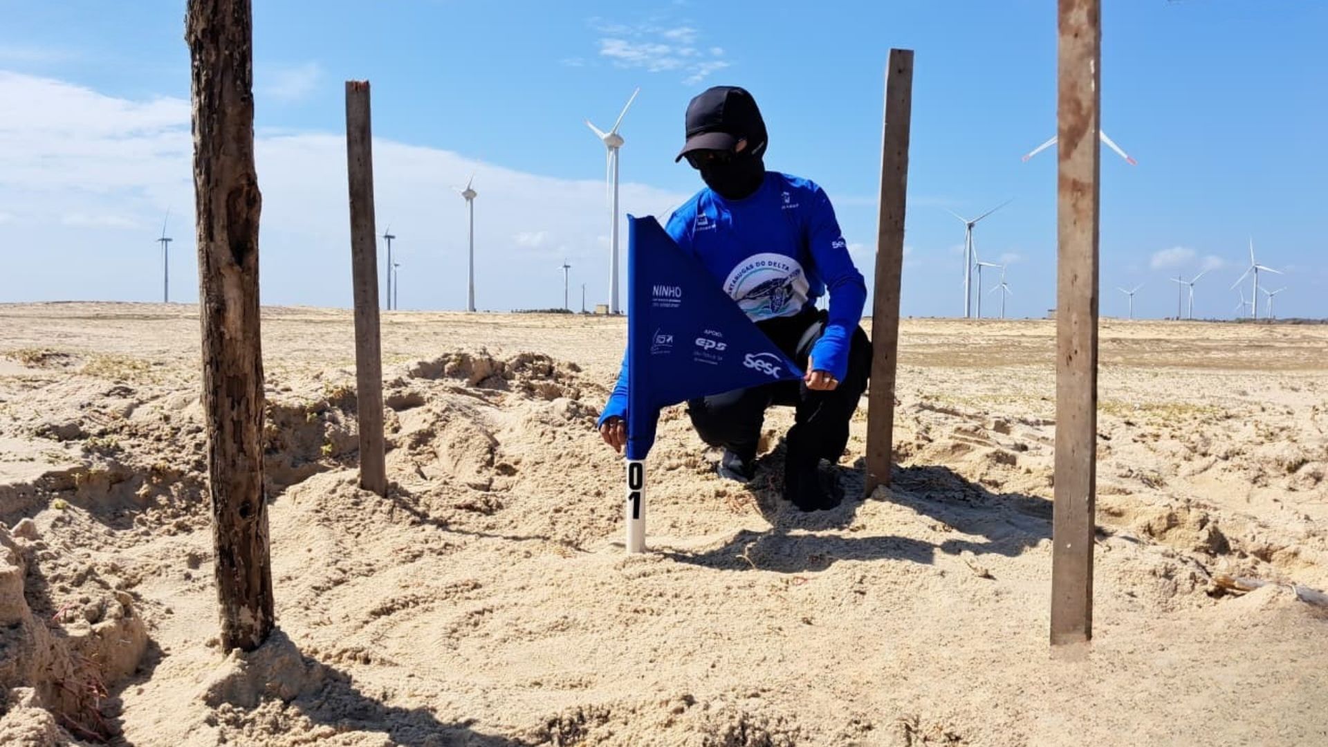 Temporada 2026 de desova de tartarugas marinhas já registra cerca de 20 ninhos no litoral