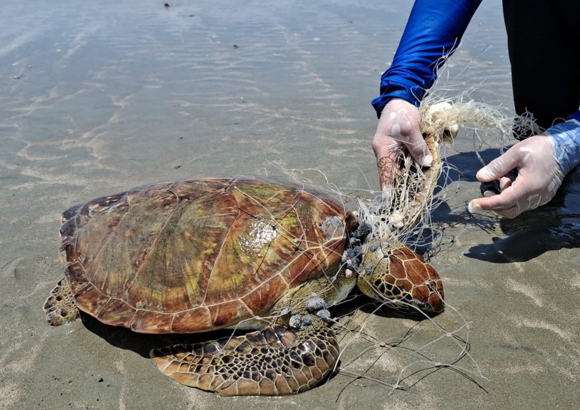 Projeto Tartarugas do Delta fortalece diálogo com comunidades pesqueiras em relação à poluição marinha na APA Delta do Parnaíba.