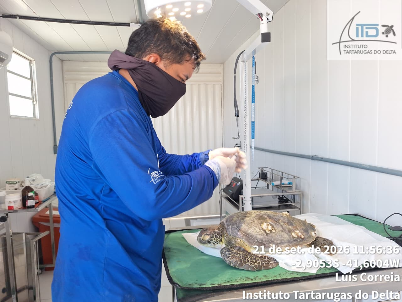 Tartaruga-verde juvenil é resgatada durante monitoramento de praia em Luís Correia (PI)